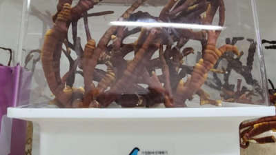 머쉬웰 후기: 써보니 꿀템! 놓치면 후회할 특가 정보까지!